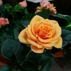 Meet your Posher, Stacey